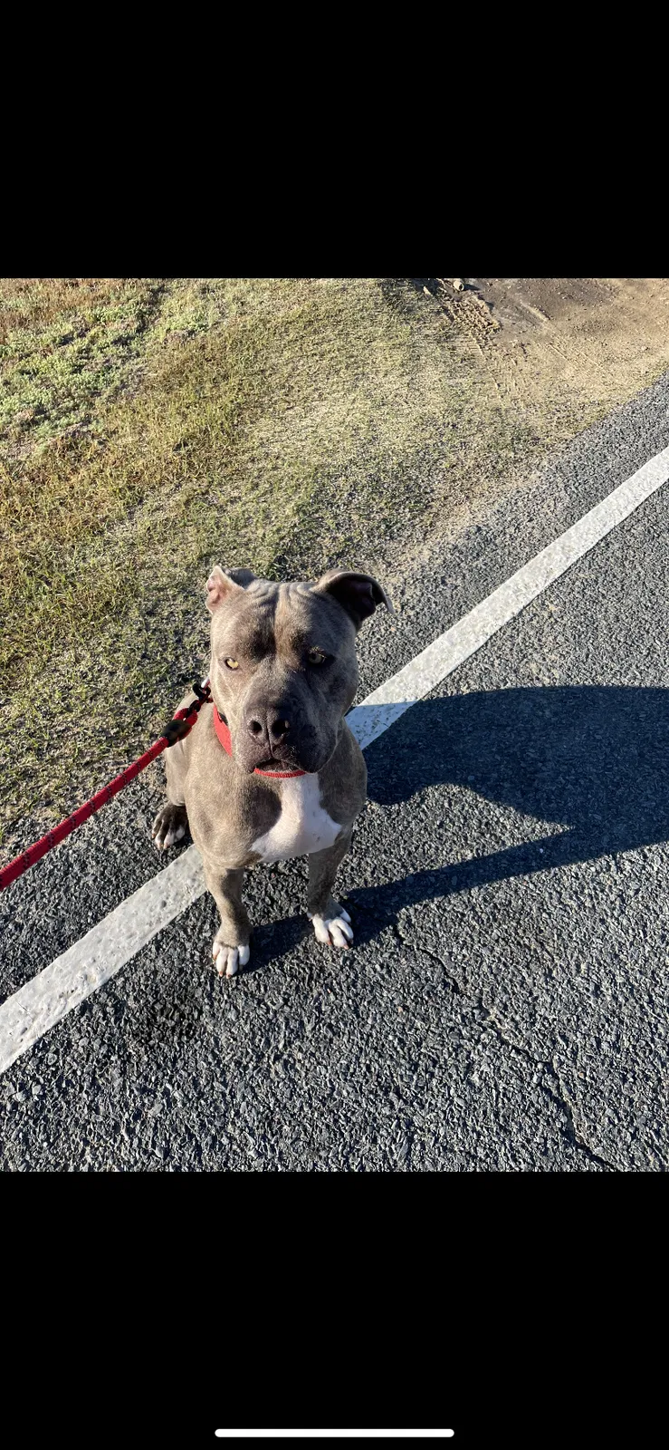 Lost dog in Zachary, LA, 70791