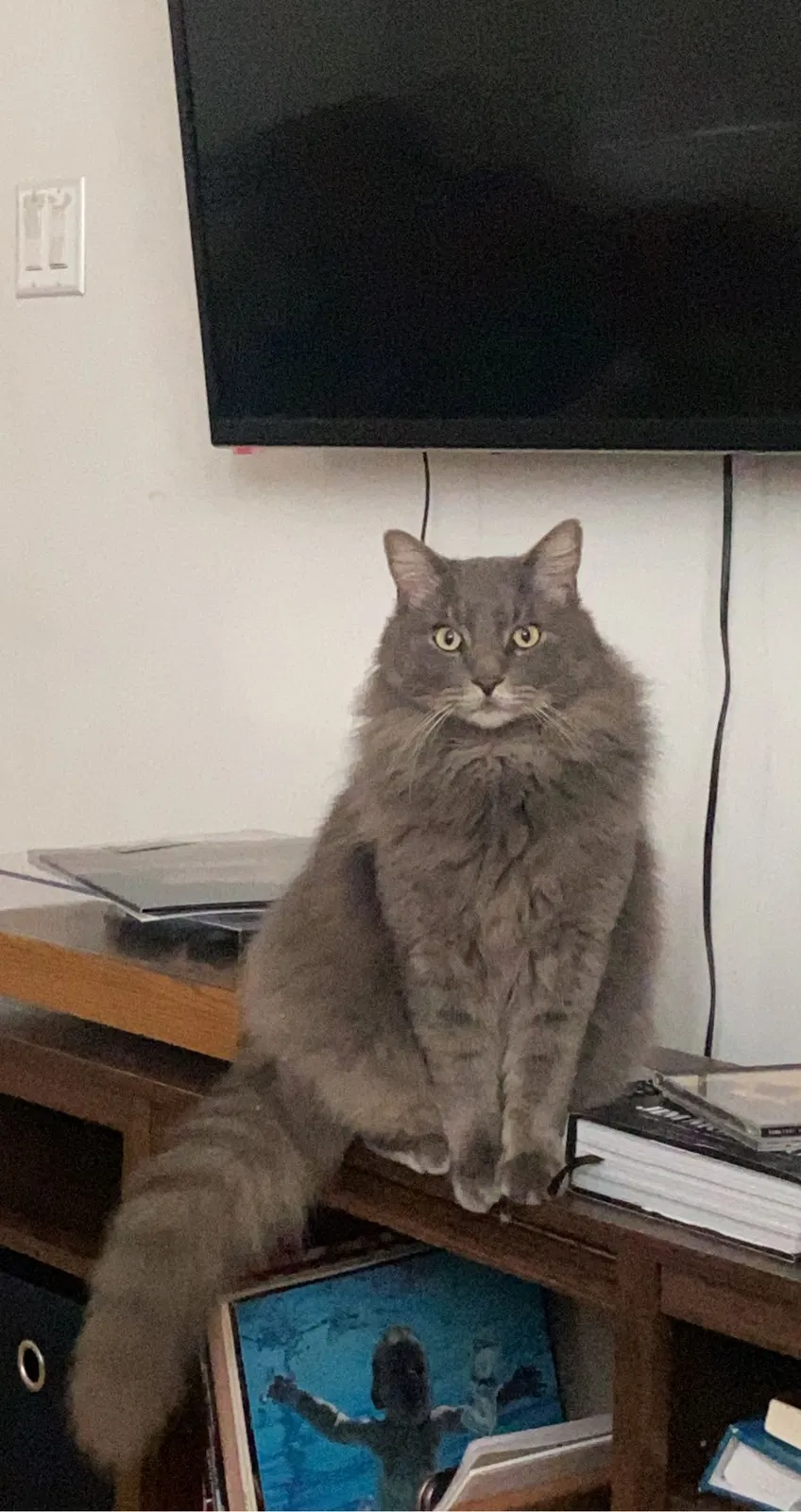 Lost cat in Palm Beach Gardens, FL, 33410