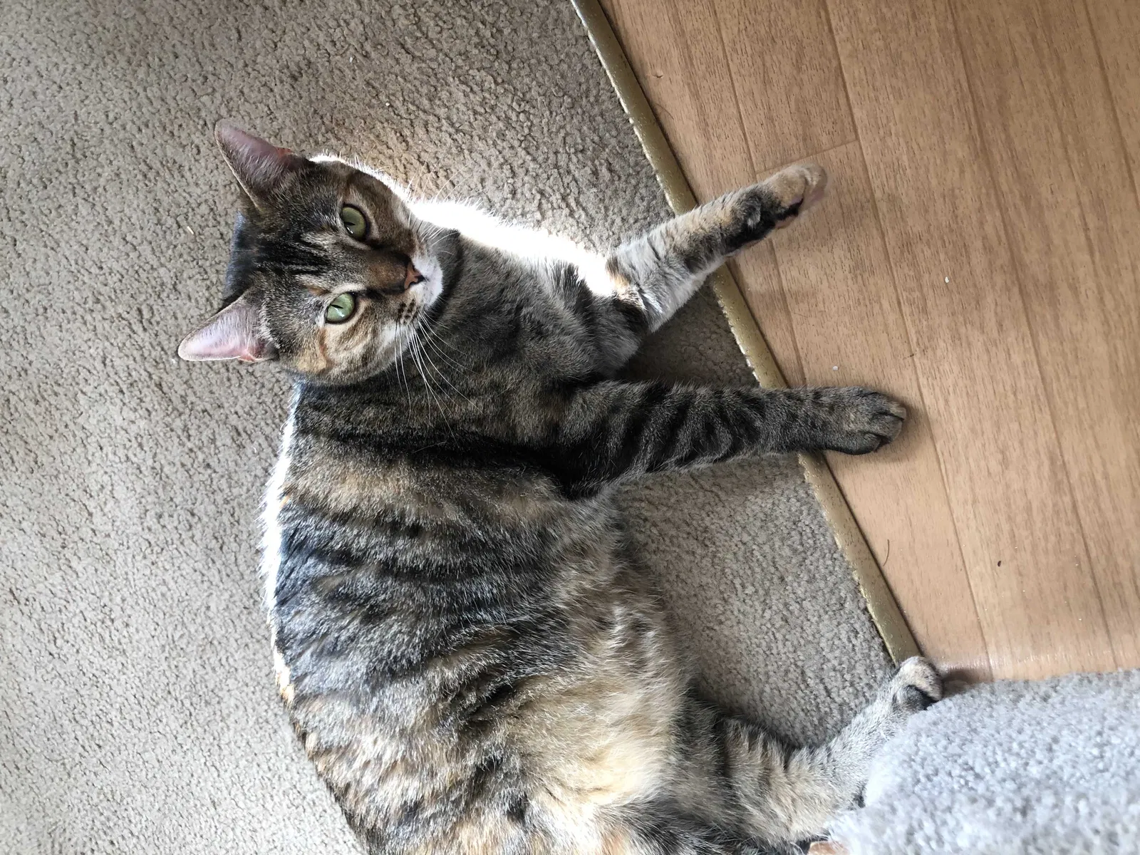 Lost cat in Athens, GA, 30605