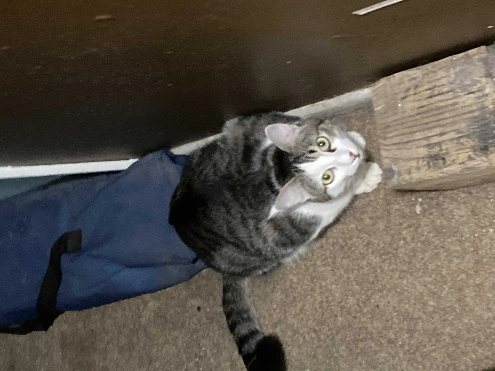 Lost cat in Havana, FL, 32333