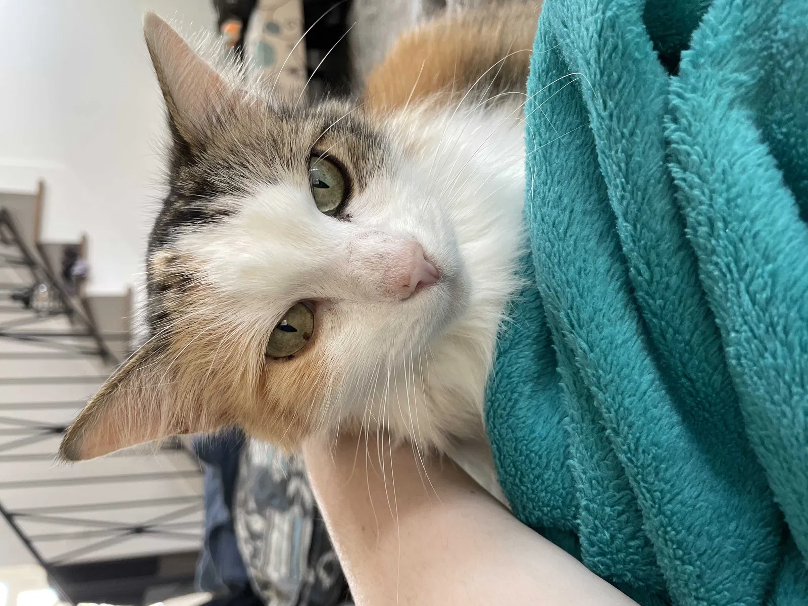 Lost cat in Baton Rouge, LA, 70817