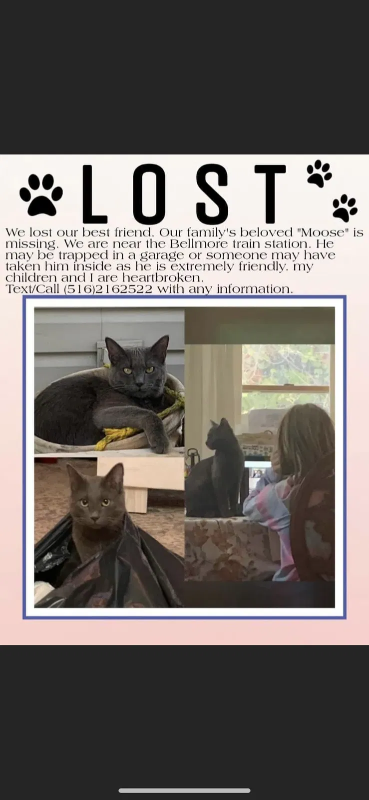 Lost cat in Bellmore, NY, 11710