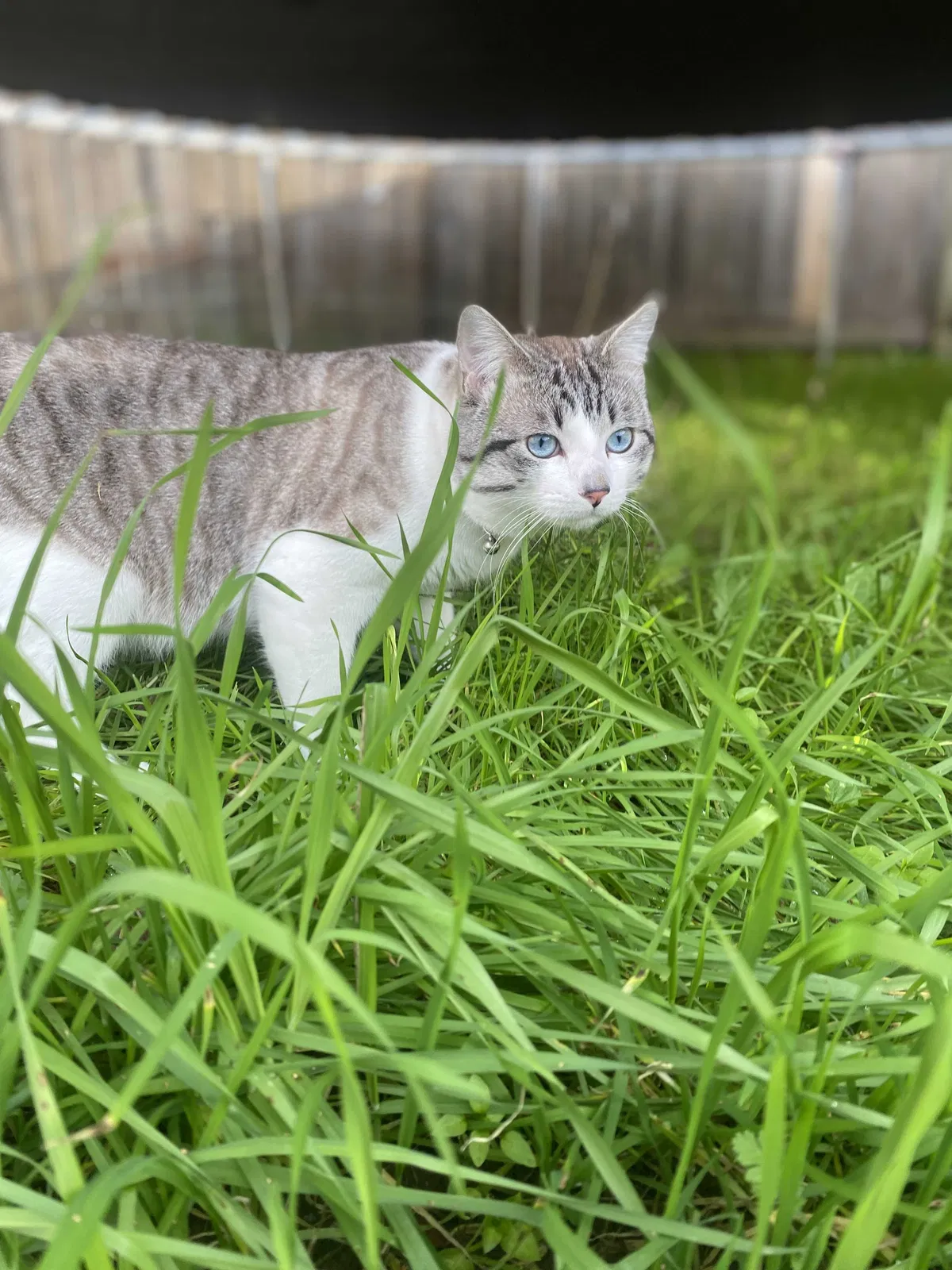 Lost cat in Vacaville, CA, 95687