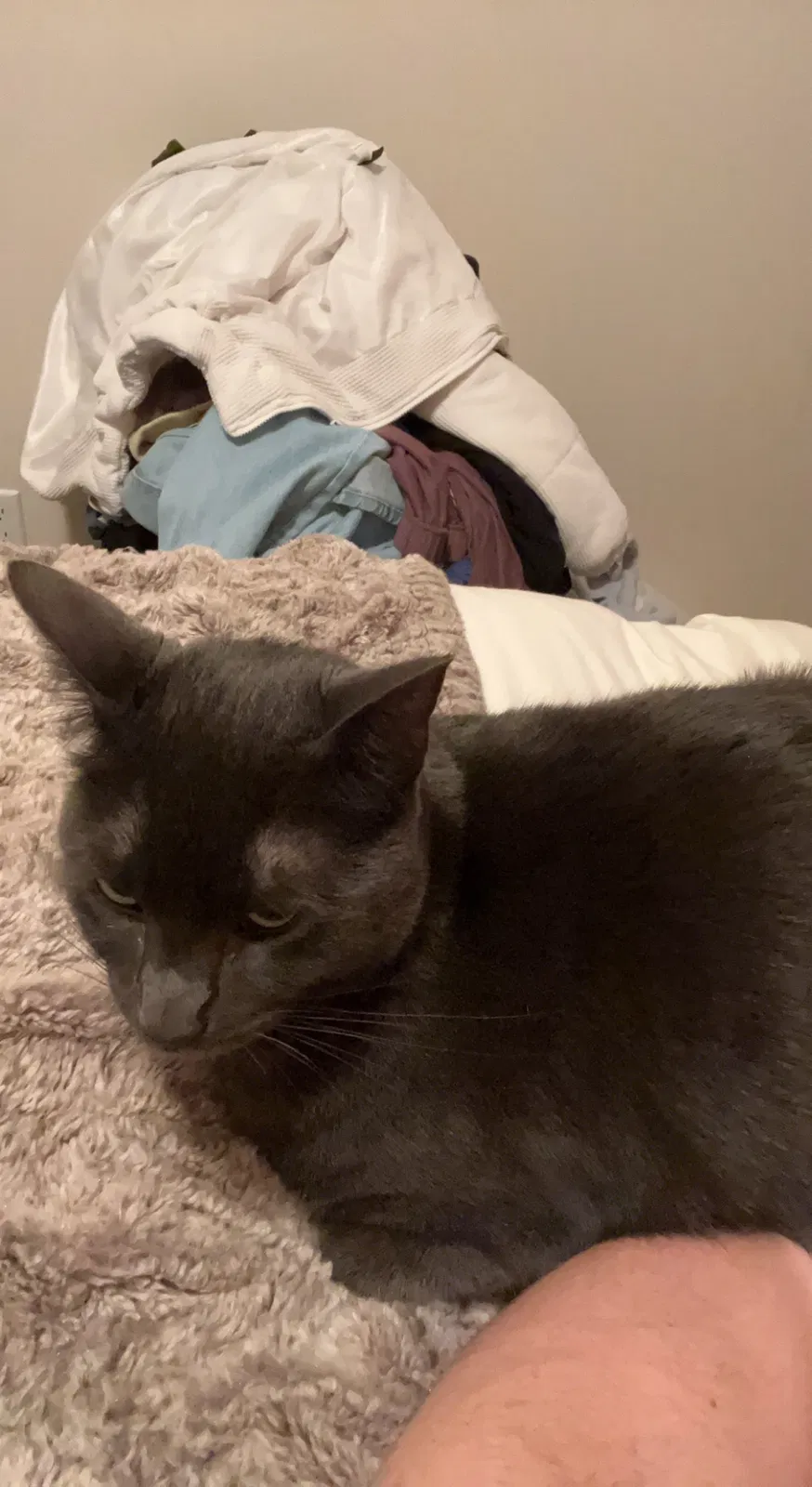 Lost cat in Eugene, OR, 97404