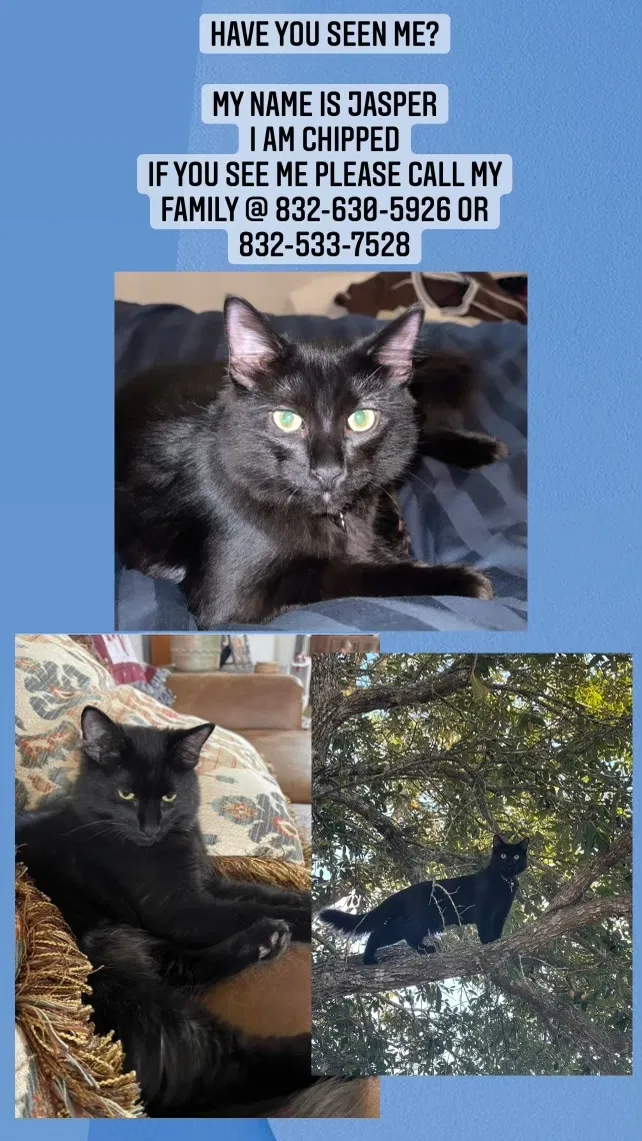 Lost cat in Humble, TX, 77346