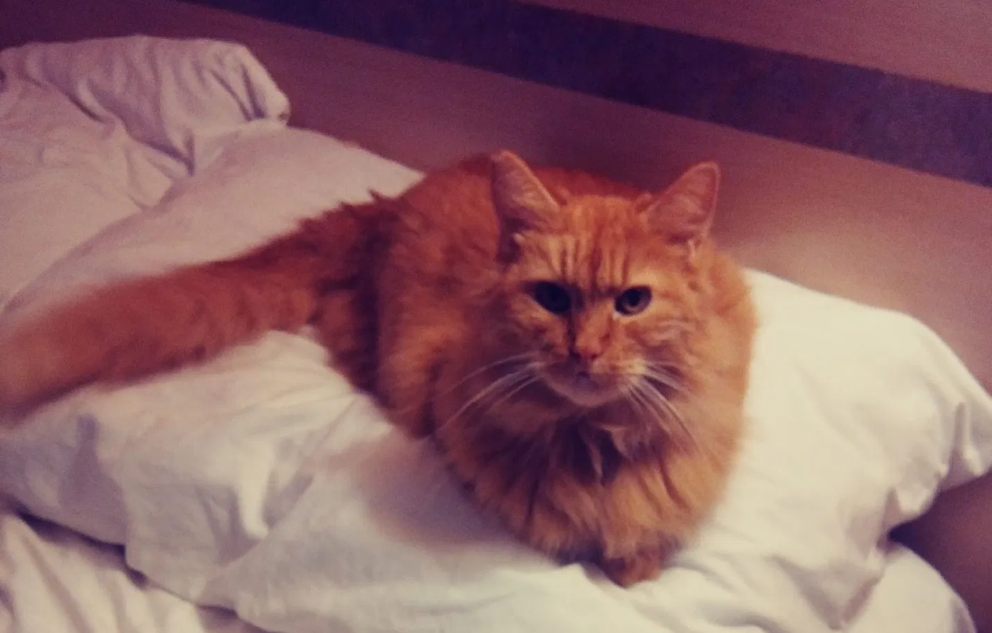 Lost cat in Bullhead City, AZ, 86429