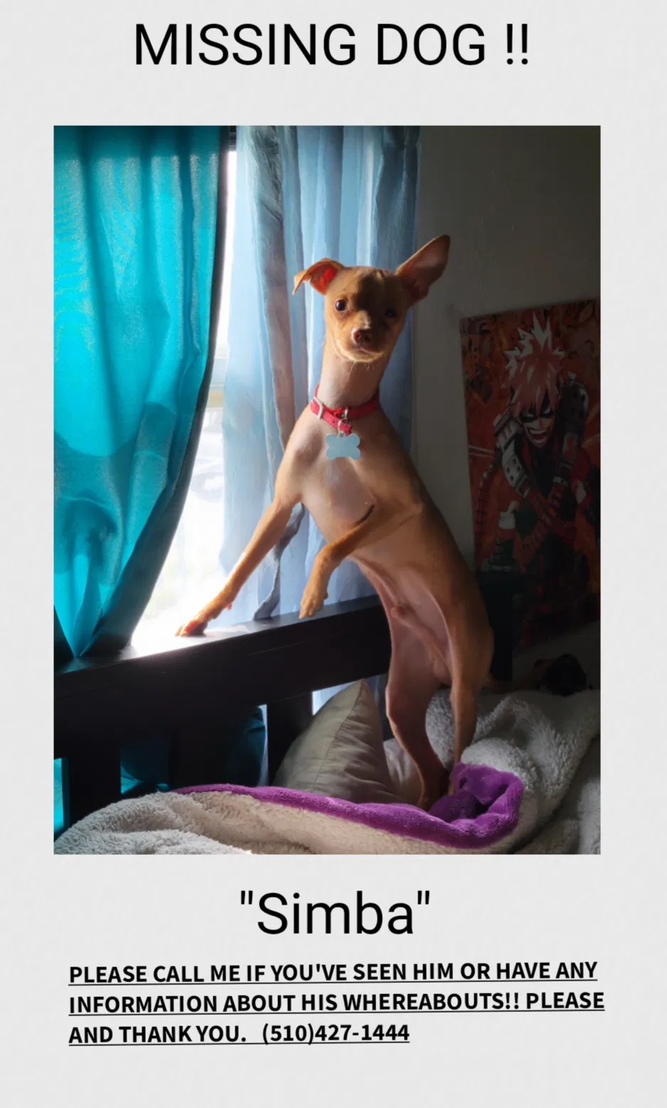 Lost dog in San Leandro, CA, 94577