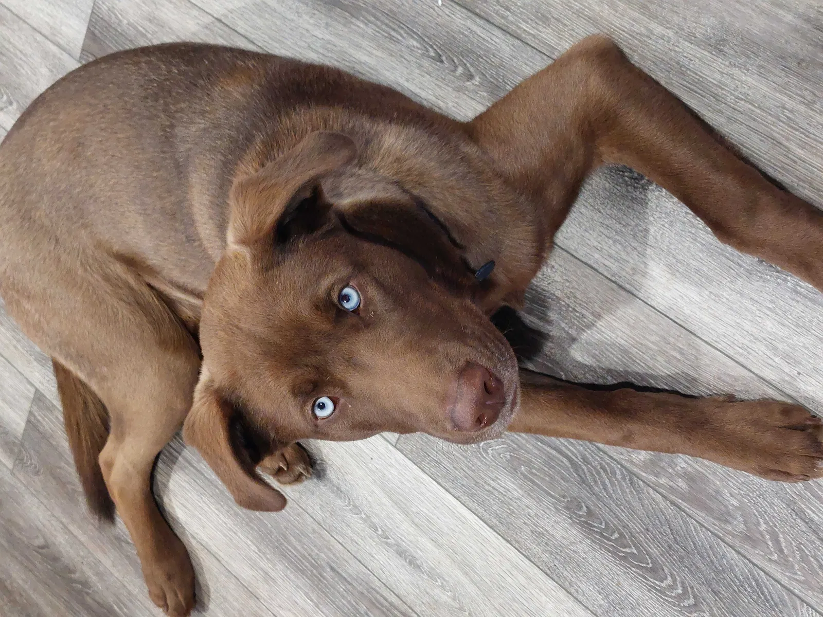 Lost dog in Sanborn, NY, 14132