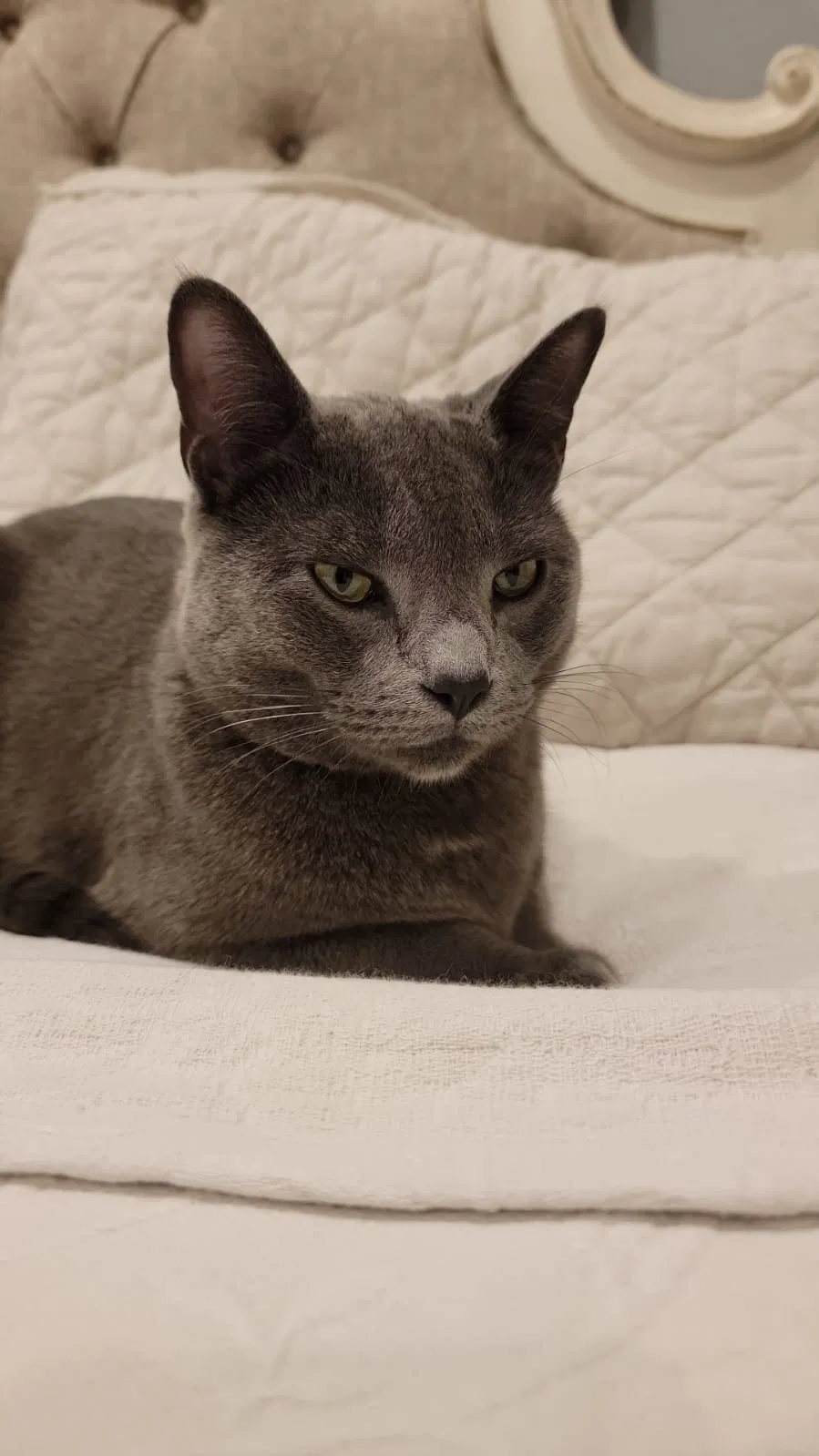 Lost cat in Katy, TX, 77494