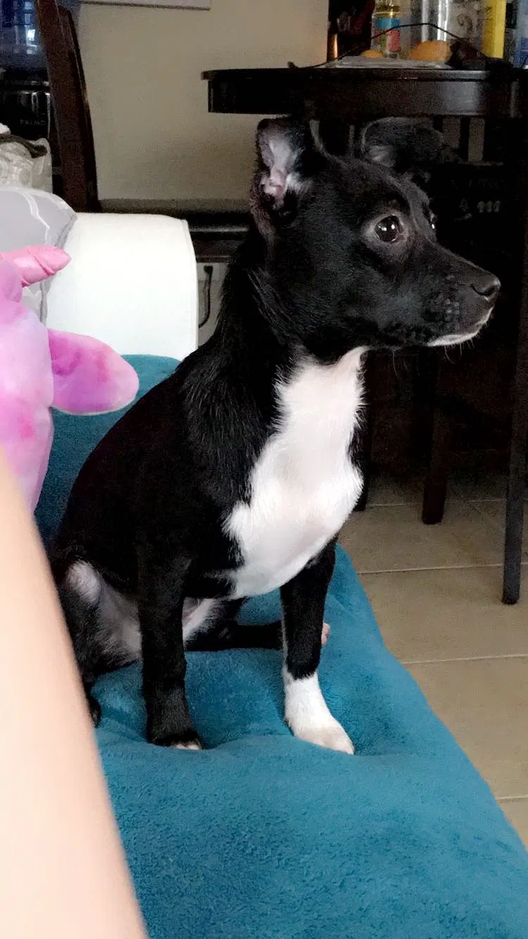 Lost dog in Houston, TX, 77047