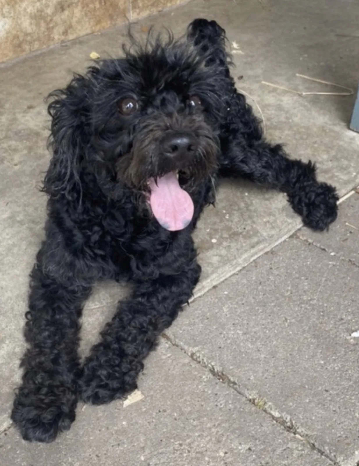 Lost dog in Houston, TX, 77074