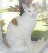Lost cat in Altamonte Springs, FL, 32714