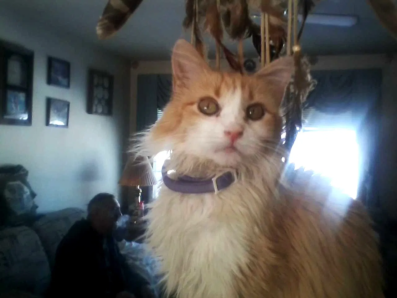 Lost cat in Saint Louis, MO, 63123