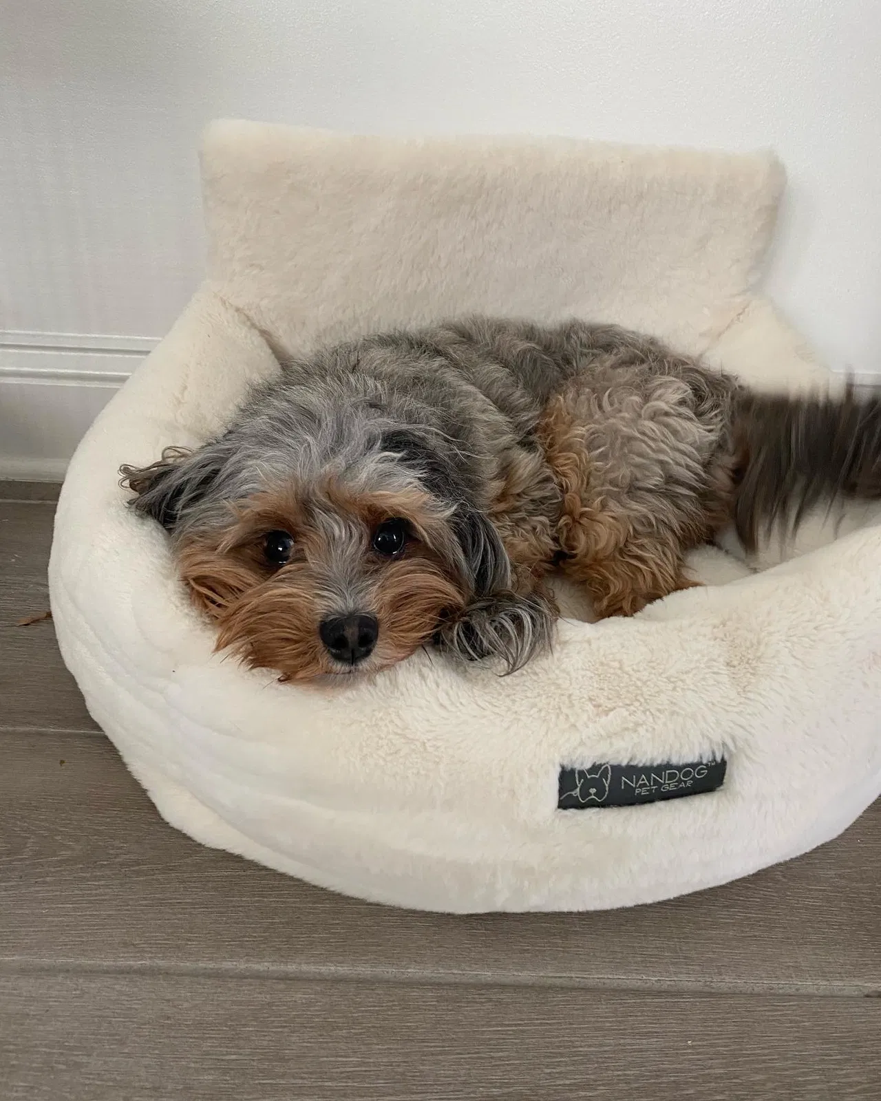 Lost dog in Taylorsville, GA, 30178