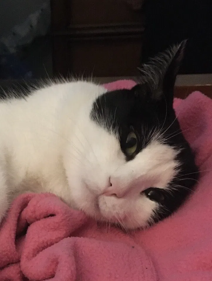 Lost cat in Fort Worth, TX, 76114