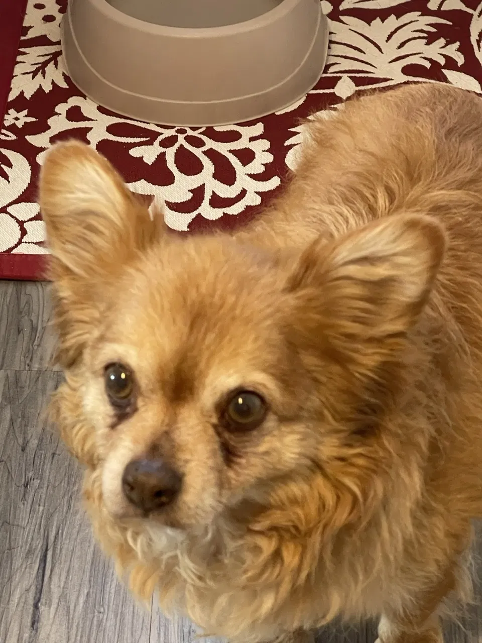 Lost dog in Tampa, FL, 33605