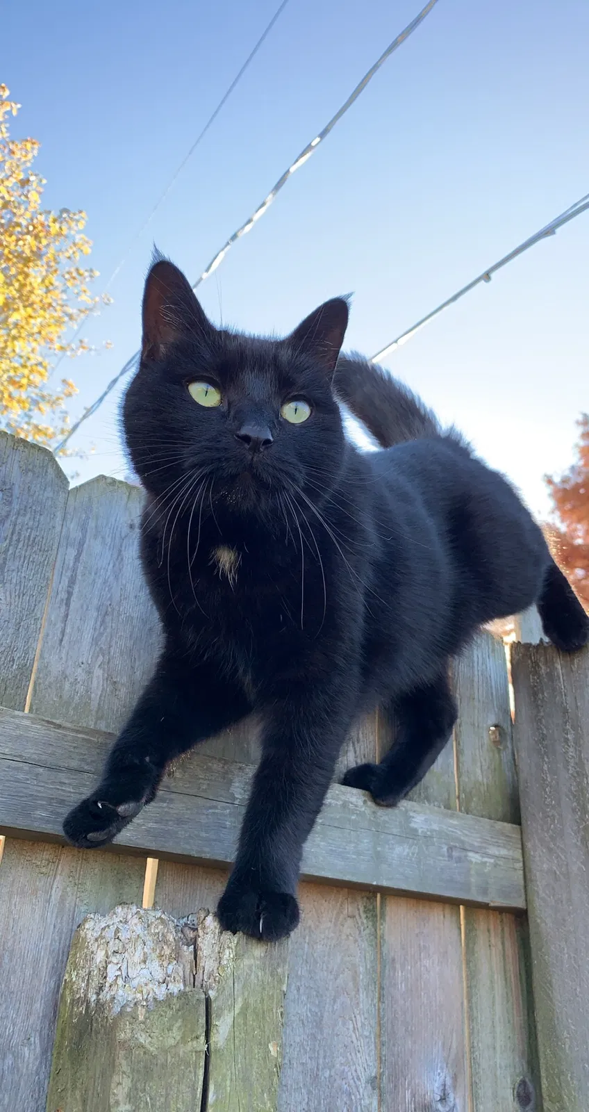 Lost cat in Romeoville, IL, 60446