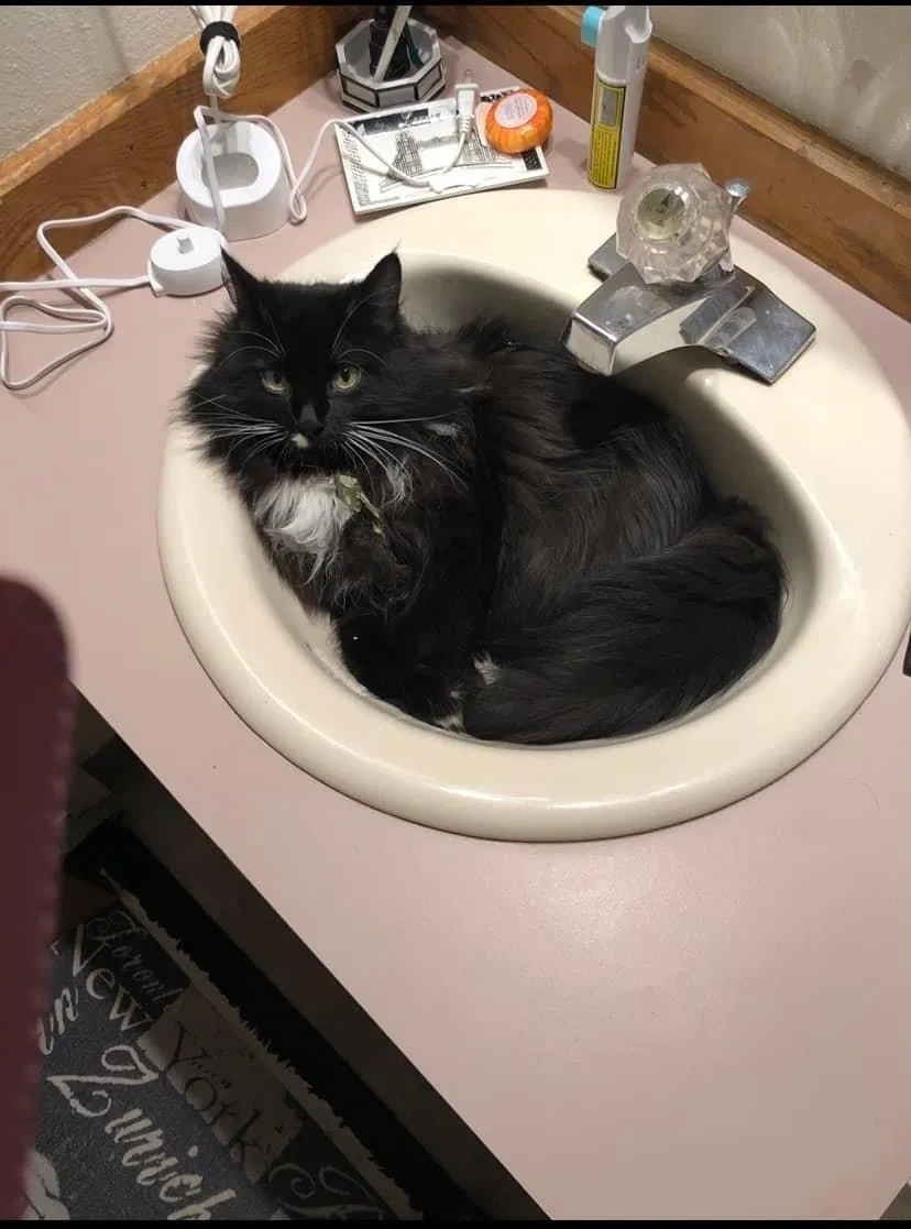 Lost cat in New Braunfels, TX, 78130