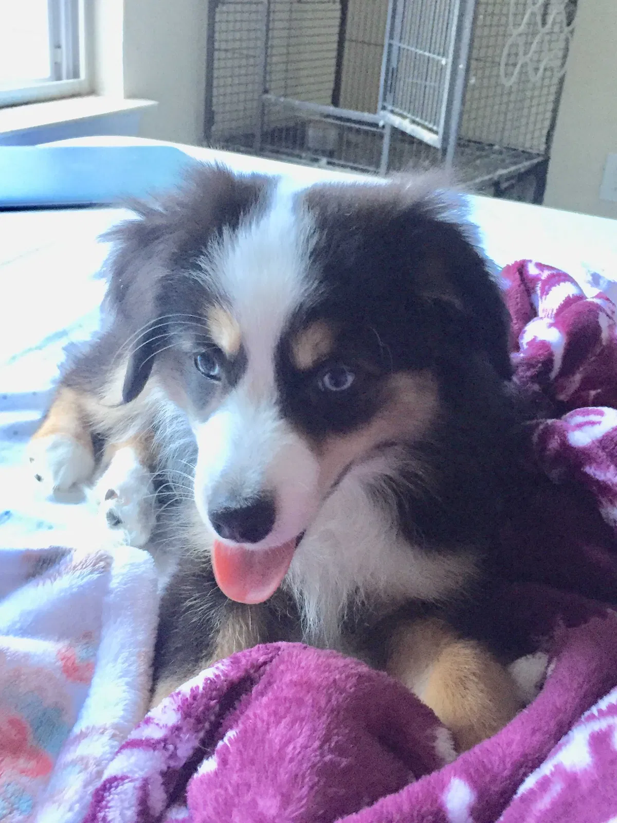 Lost dog in Palmetto, GA, 30268
