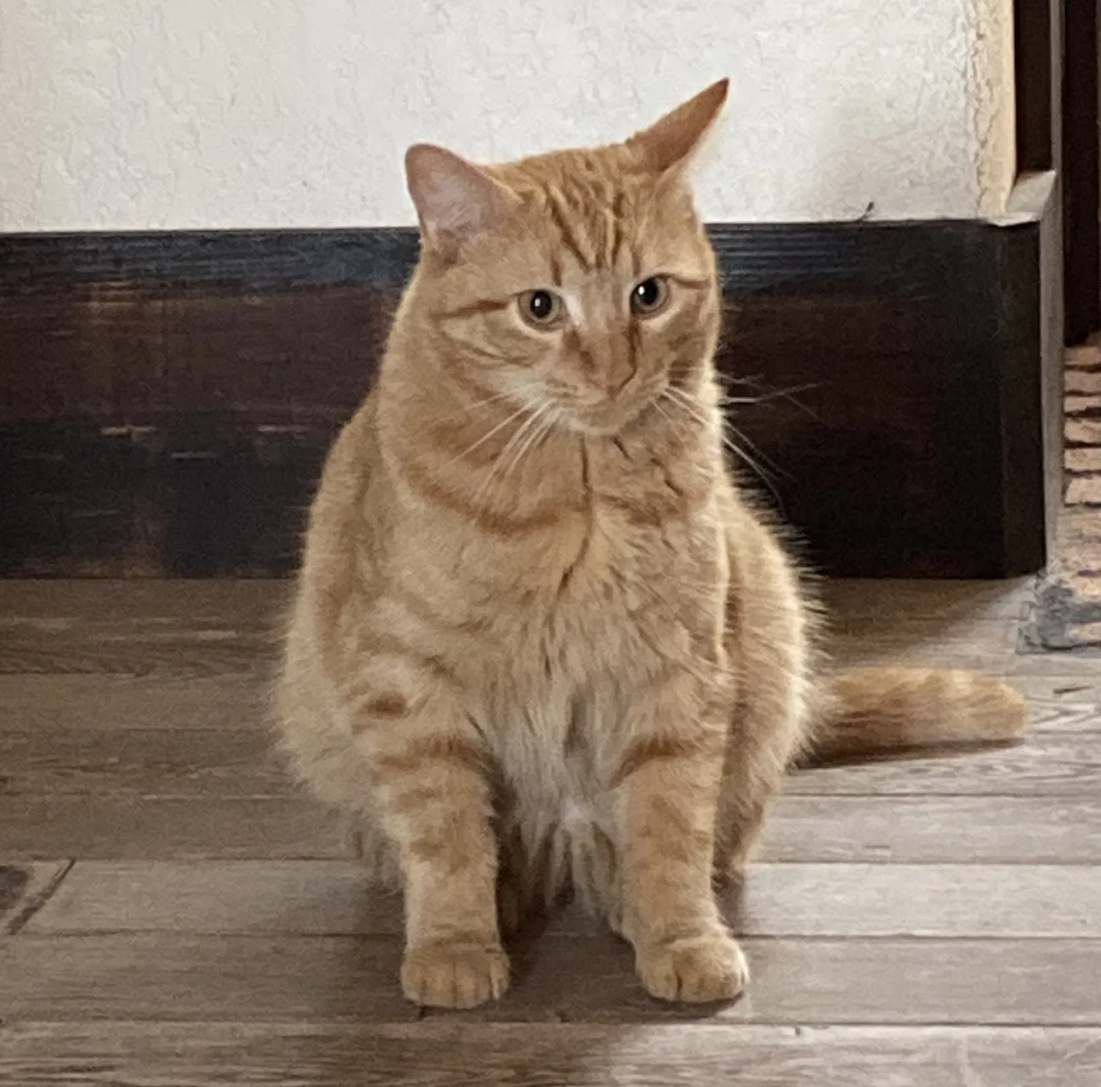 Lost cat in New Braunfels, TX, 78132