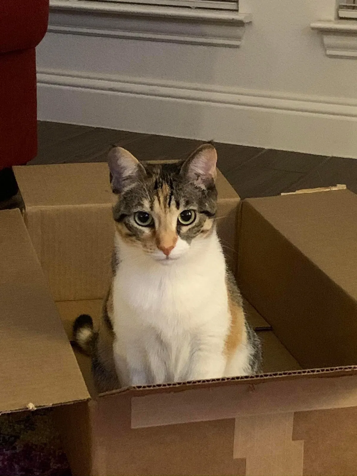 Lost cat in Aubrey, TX, 76227