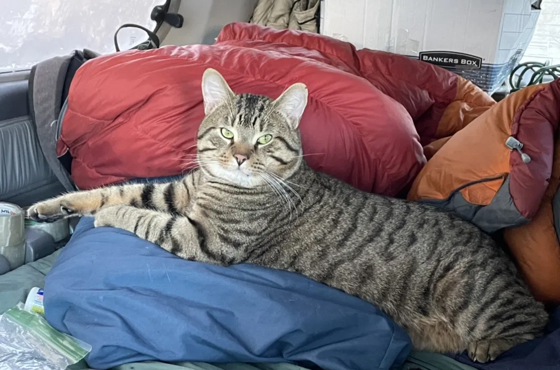 Lost cat in Longmont, CO, 80504