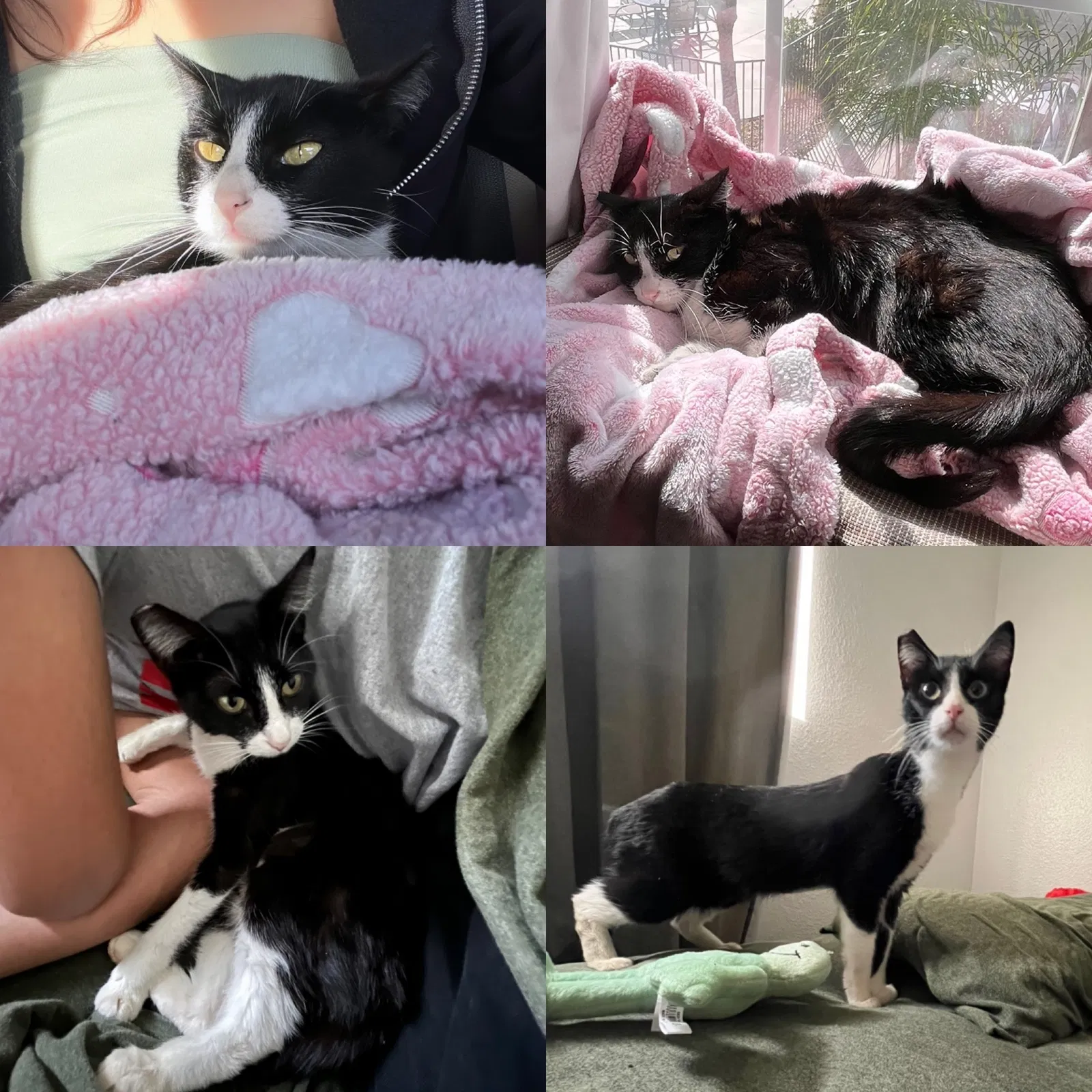 Lost cat in Las Vegas, NV, 89146