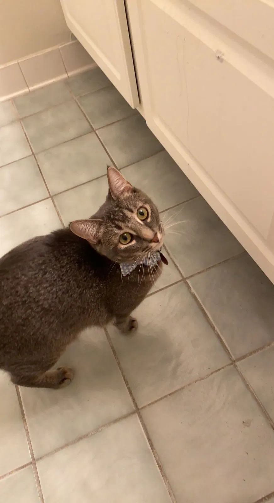Lost cat in Woodbridge, NJ, 7095