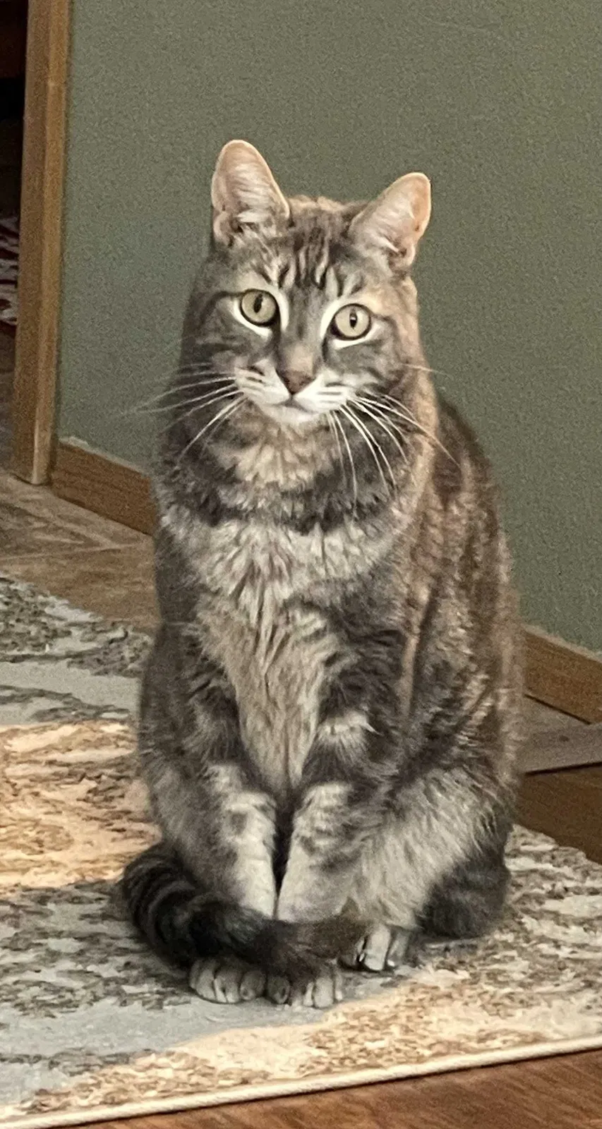 Lost cat in Lacey, WA, 98503