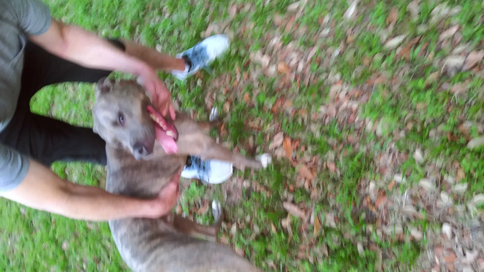 Found dog in Summerfield, FL, 34491