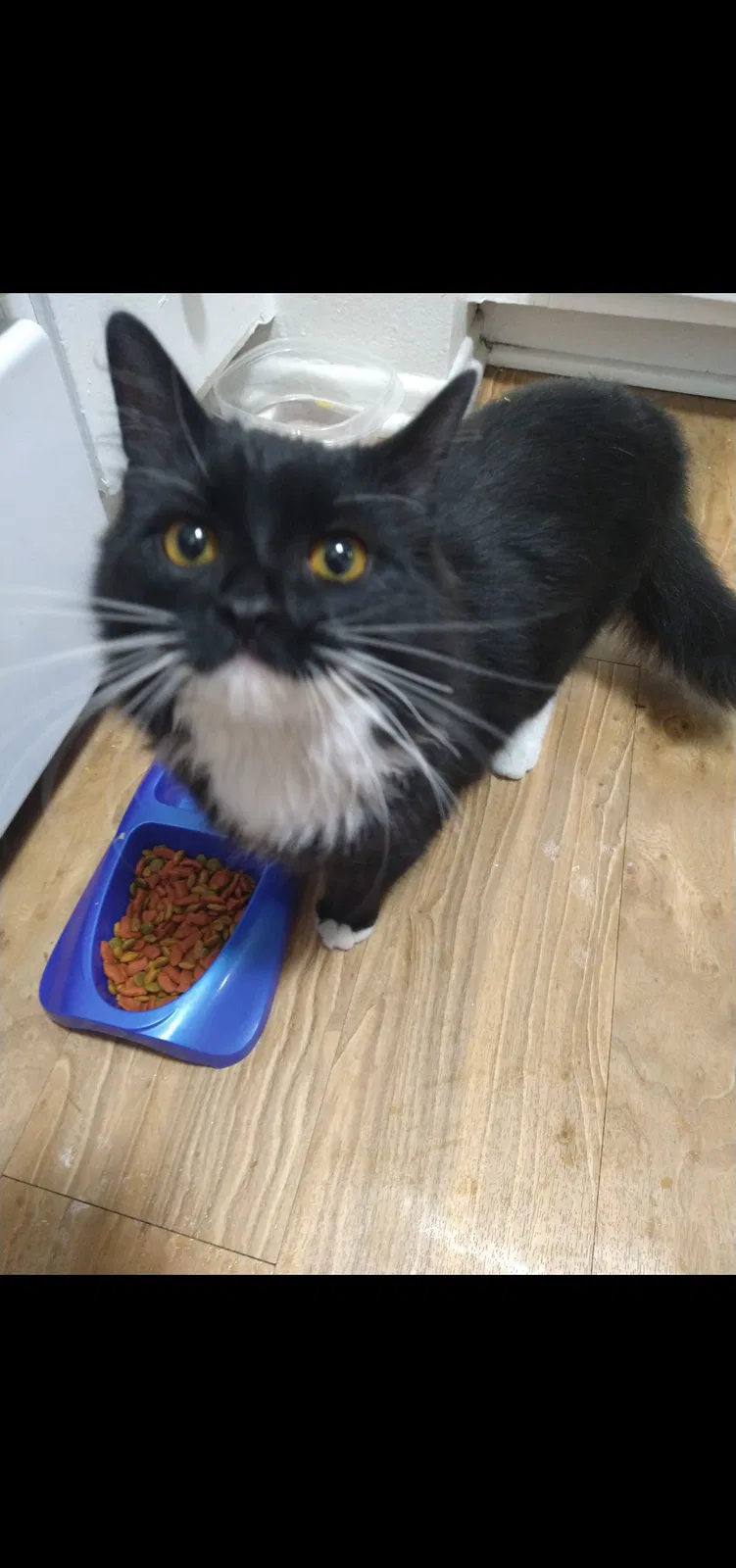 Lost cat in Anaheim, CA, 92806