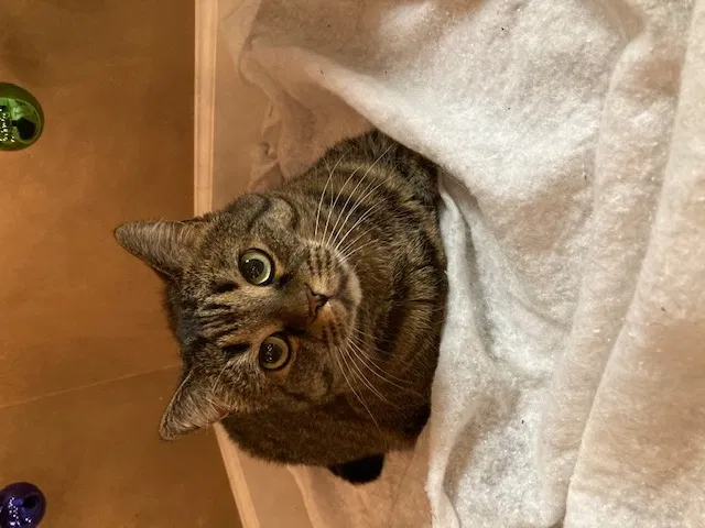 Lost cat in Knoxville, TN, 37931