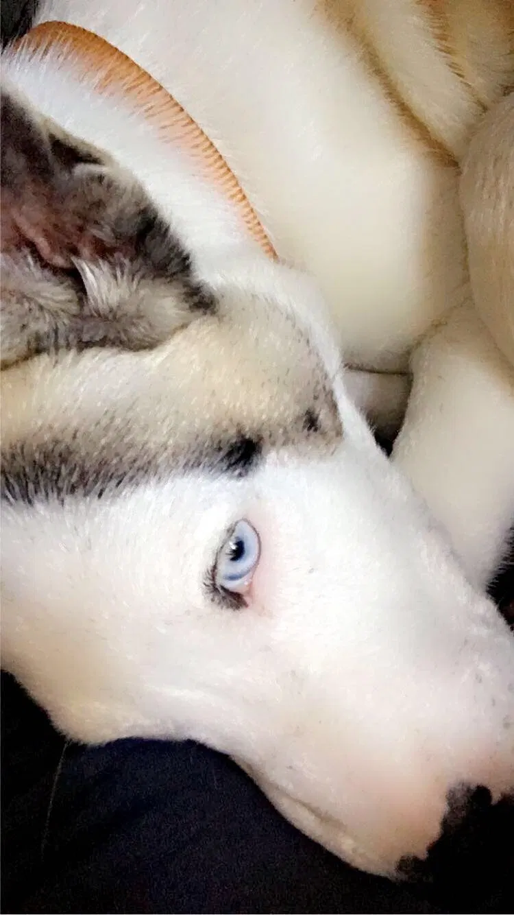 Lost dog in Mcminnville, TN, 37110