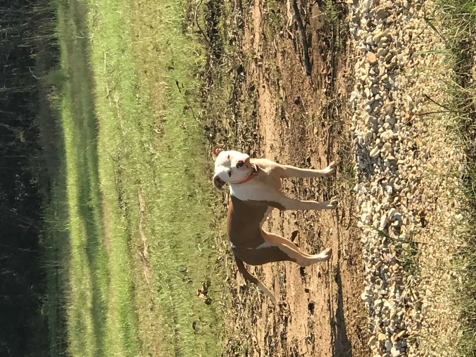 Lost dog in Amite, LA, 70422