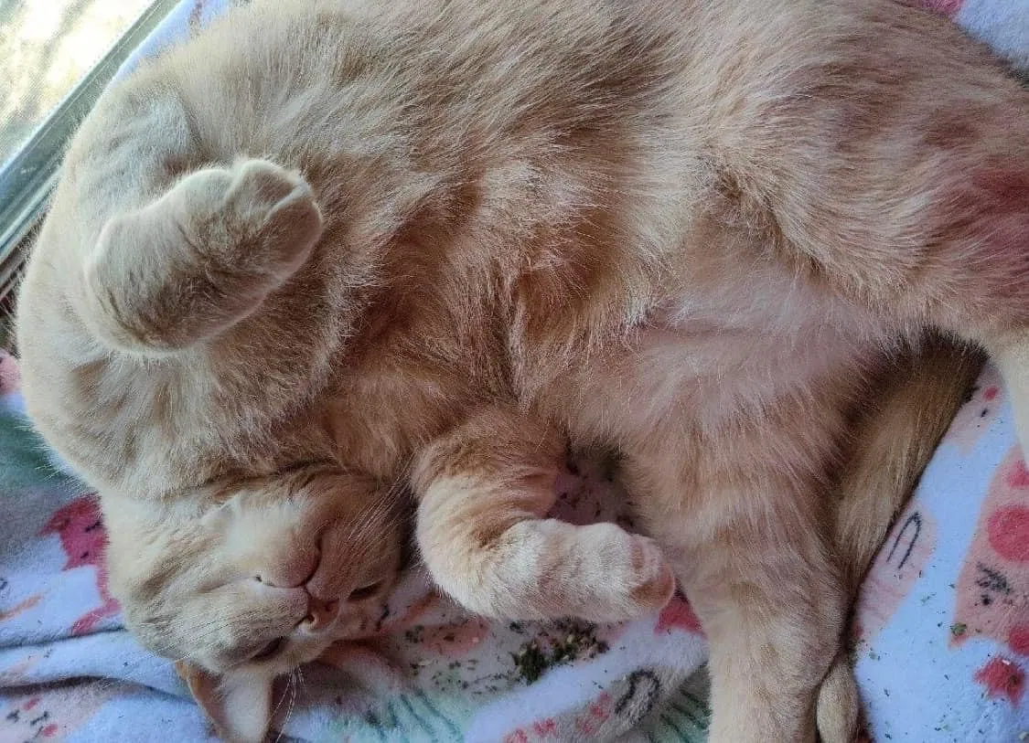 Found cat in Saint Paul, MN, 55124