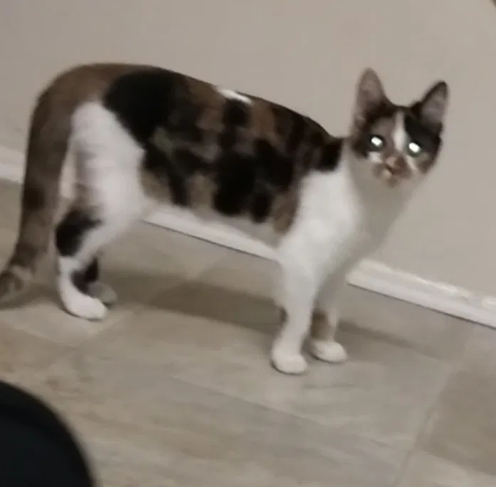 Lost cat in Halethorpe, MD, 21227
