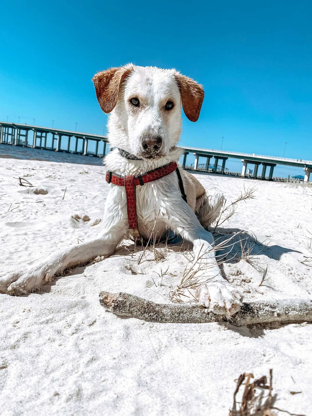 Lost dog in Vancleave, MS, 39565