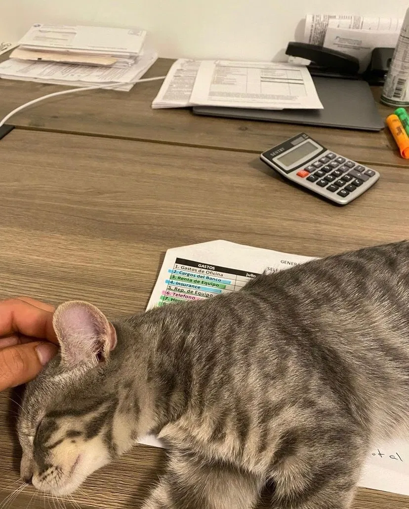 Lost cat in Indianapolis, IN, 46241