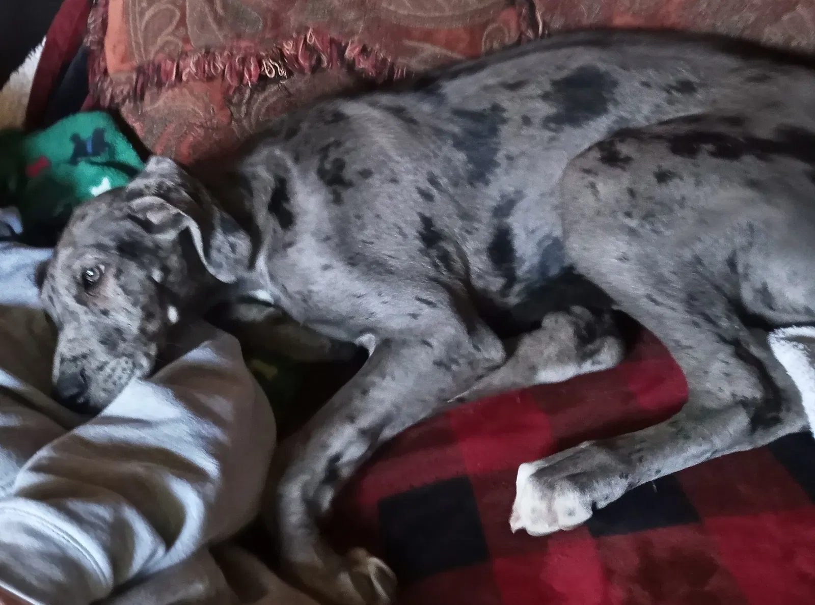 Lost dog in Knoxville, TN, 37938