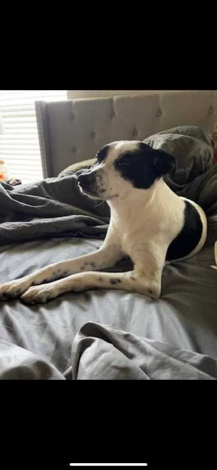 Lost dog in Edmond, OK, 73012