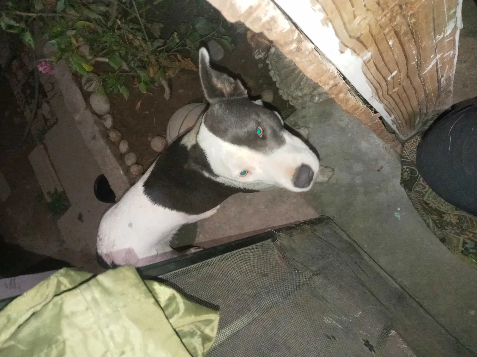 Lost dog in Bakersfield, CA, 93307