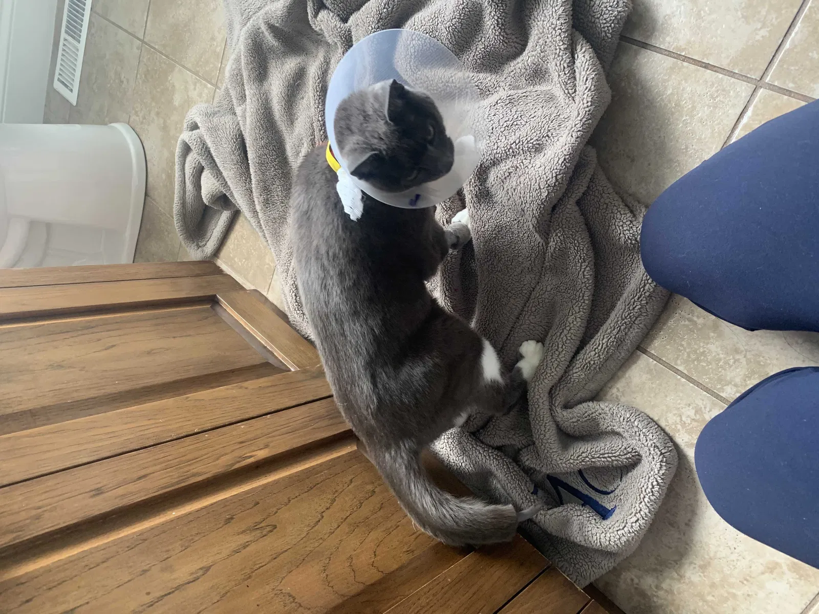 Lost cat in Greenville, SC, 29605