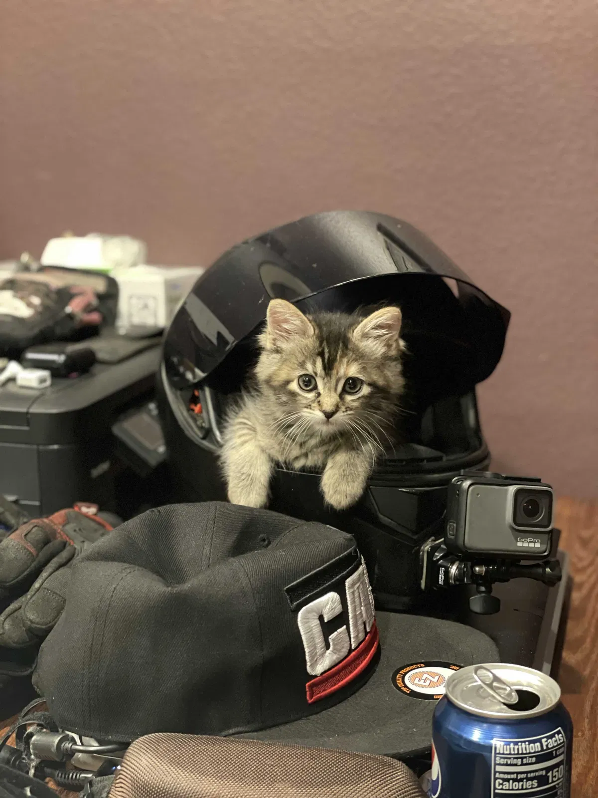 Lost cat in Long Beach, CA, 90804