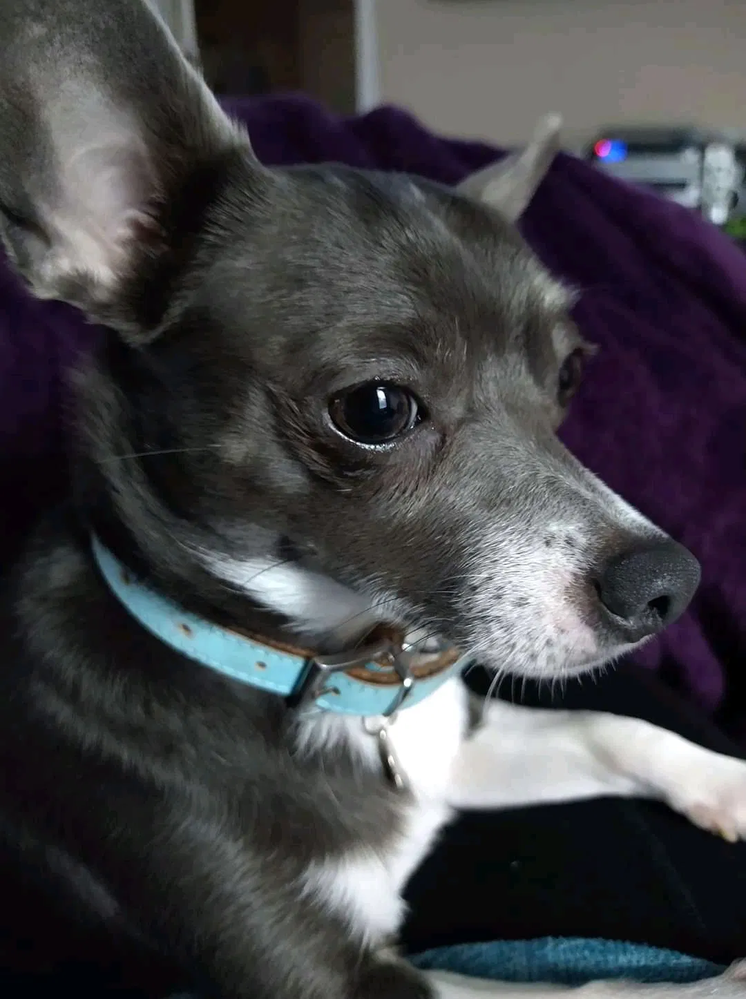 Lost dog in Fayetteville, NC, 28312