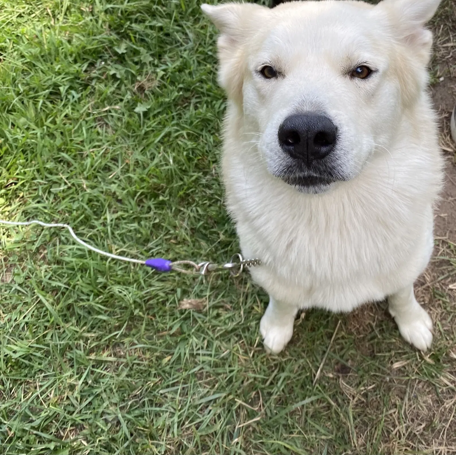 Lost dog in Howe, IN, 46746