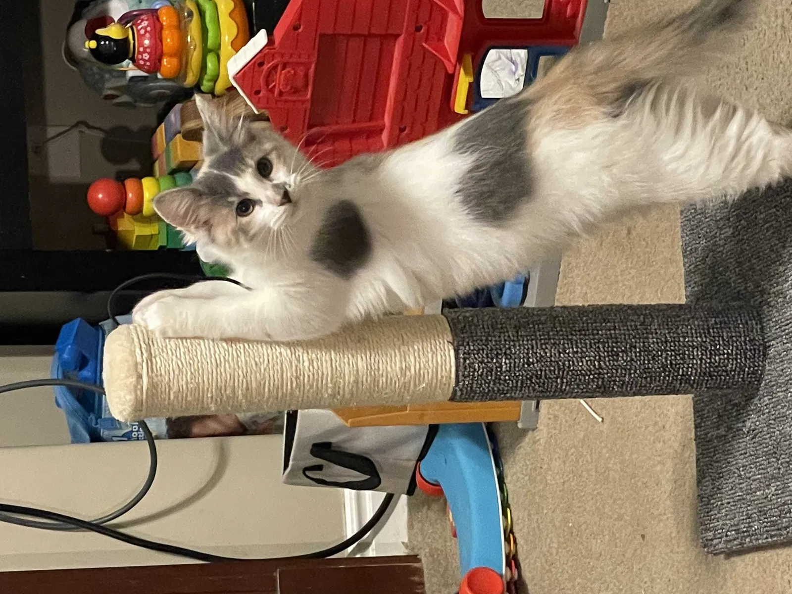 Lost cat in North Salt Lake, UT, 84054