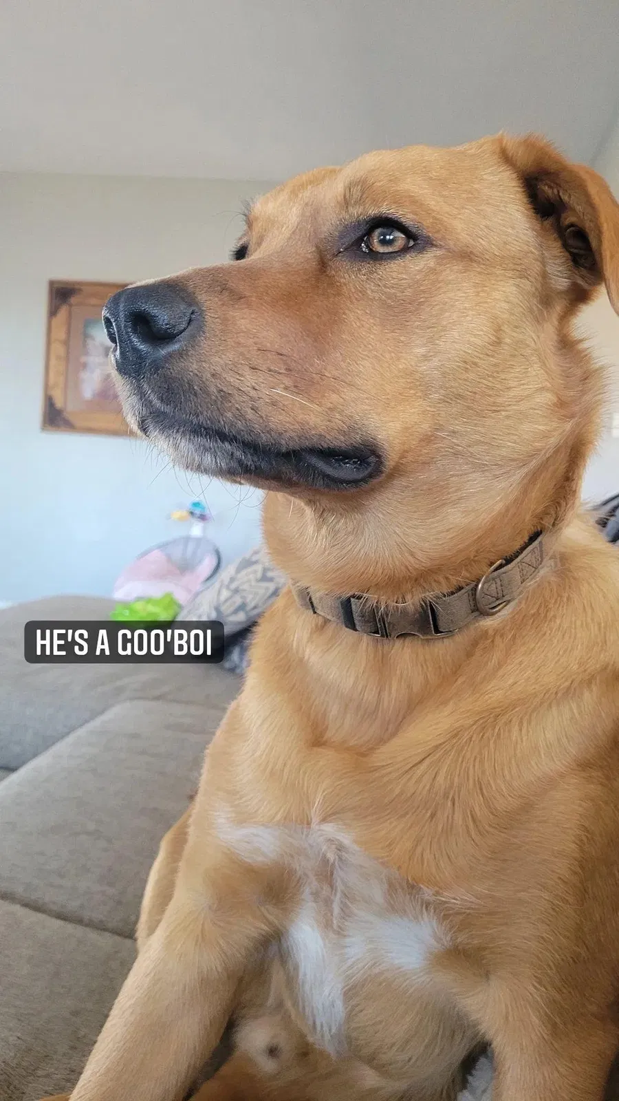 Lost dog in Weatherford, TX, 76086