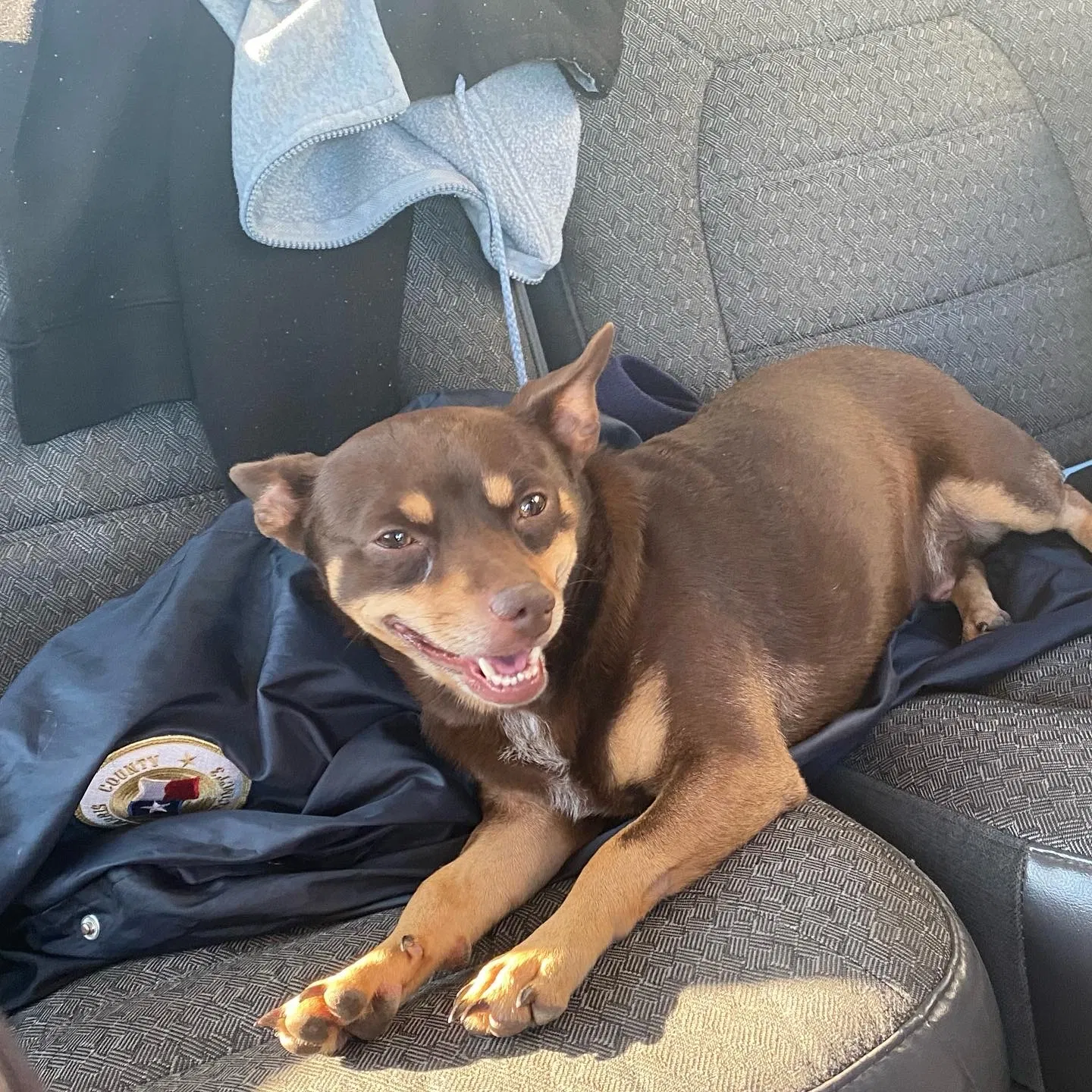 Lost dog in Hockley, TX, 77447