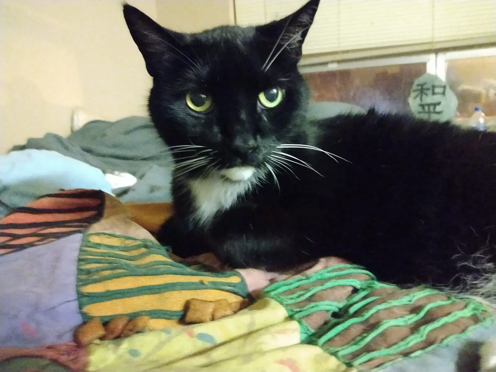 Lost cat in Rahway, NJ, 7065