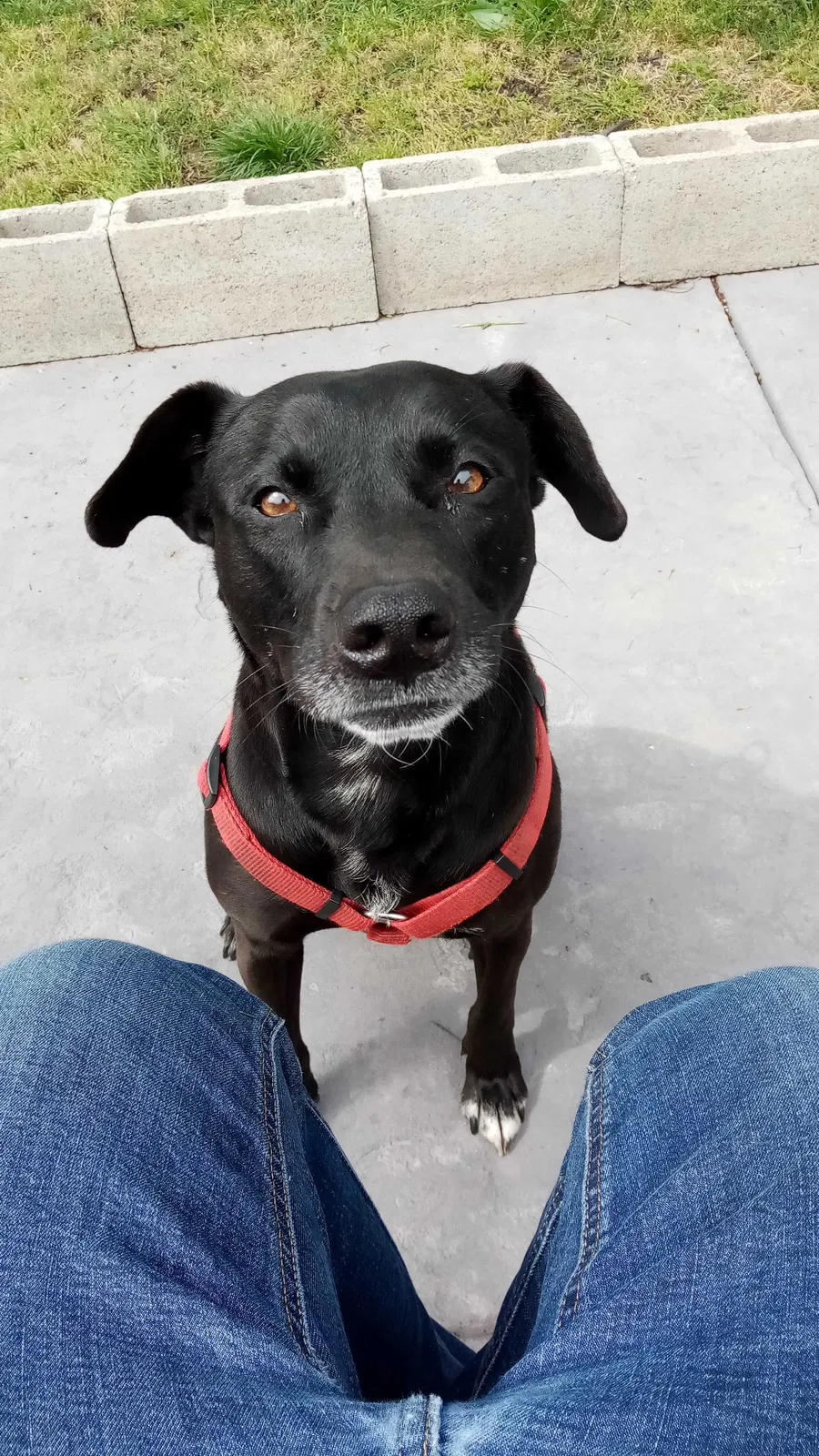 Lost dog in Modesto, CA, 95350
